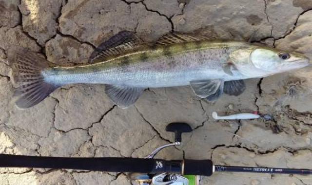 ماهی صوف سفید انزلی ارزان مناسب کباب کد 56