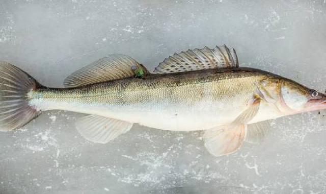 ماهی صوف بزرگ صید روز شمال کد 58