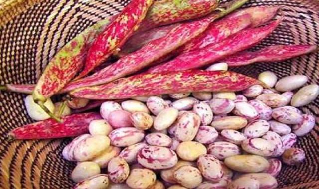 لوبیا چیتی تازه با پوست شمال قیمت عمده کد 82