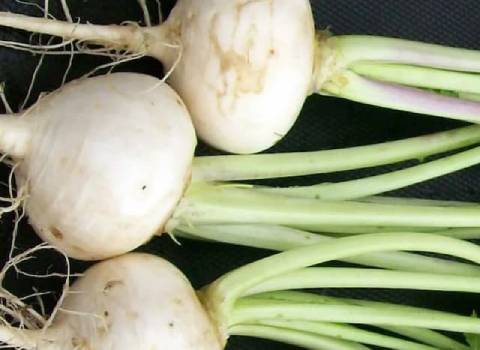 چغندر سفید صادراتی قندی ایرانی کد 98