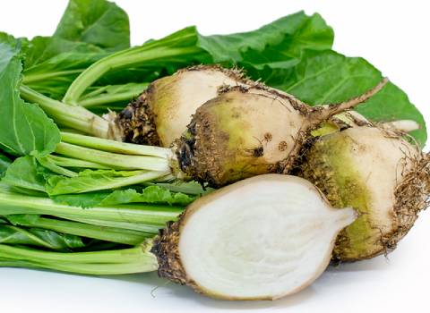 چغندر سفید تازه قم شیرین ارزان کد 94