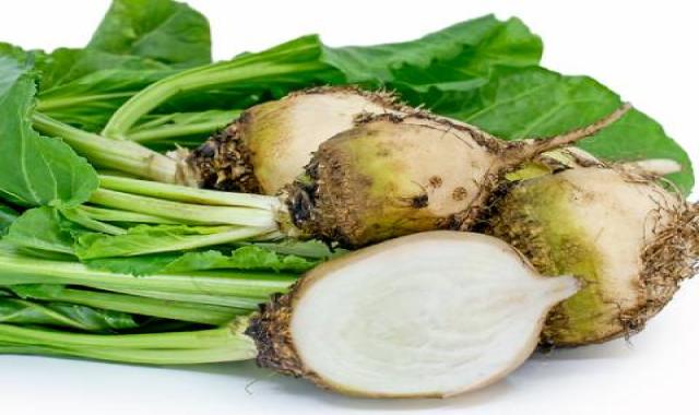 چغندر سفید تازه قم شیرین ارزان کد 94