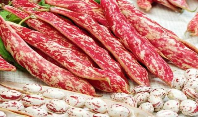 لوبیا چیتی تازه ایرانی درجه یک ارزان کد 88