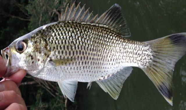 ماهی سوف شمال معمولی درسته کد 15