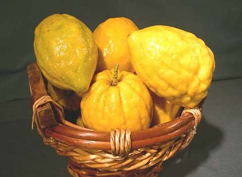 قیمت خرید عمده بالنگ جنوب ارزان و مناسب