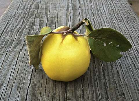 بالنگ جهرم آشنایی صفر تا صد قیمت خرید عمده