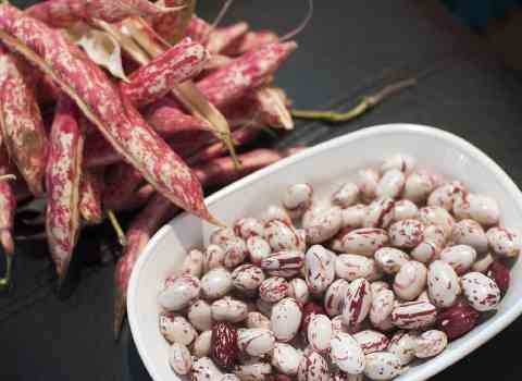 برای جلوگیری از سردی معده نفخ لوبیا را چگونه بگیریم؟