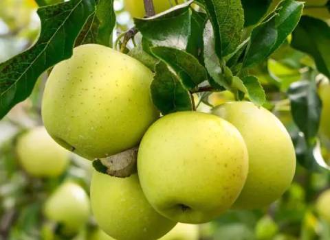 بررسی اینکه طبع سیب سرد است یا گرم و خواص آن