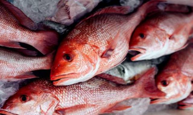 ماهی سرخو پرورشی شکم خالی در ایران کد 44