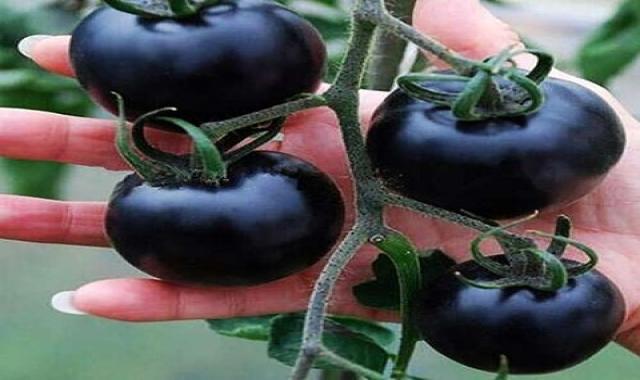 گوجه سیاه فله ای ارزان صادراتی در تهران کد 01