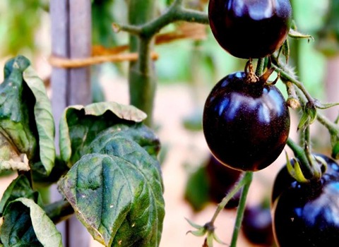 گوجه سیاه محلی شیراز با خواص بی نظیر کد 02