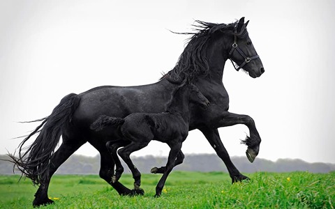 کره اسب ترکمن آخال تکه اصل کد 45