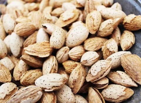 بادام کوهی ایذه خوزستان و خواص فوق العاده آن کد 07