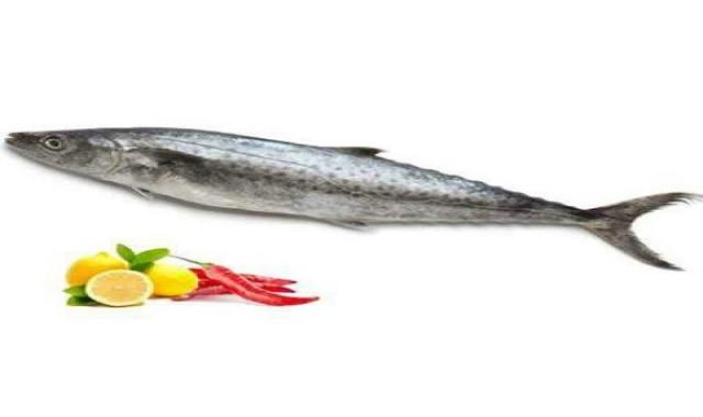 ماهی قباد تقویت سیستم ایمنی بدن صید روز در بوشهر کد 47