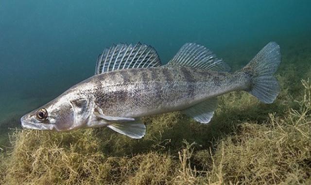 ماهی حسون اصل درجه یک در جنوب ایران کد 90