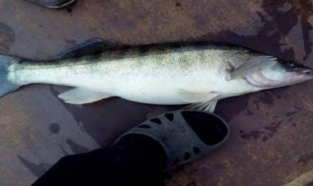 ماهی حسون خوشمزه تند همراه با برنج کد 95