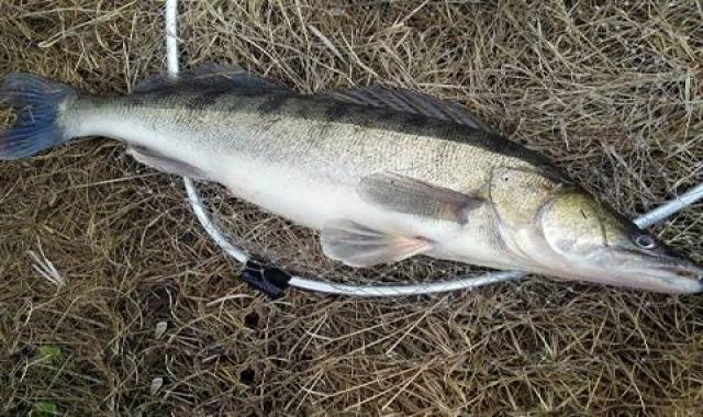 ماهی سوف شمال با سبزیجات تازه معطر کد 96