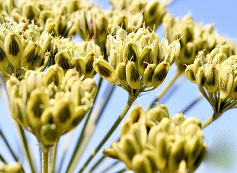 گلپر و فشار خون ملاحظاتی که باید رعایت شود کد 88