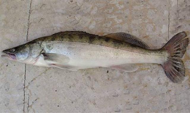 ماهی سوف گیلان تازه صید شده سفید کد 48