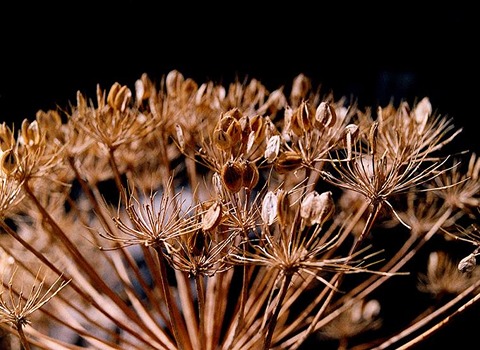 گلپر و فشار خون نکاتی پزشکی که باید بدانید کد 19