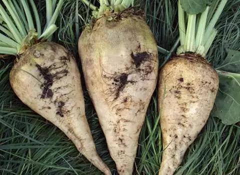 چغندر سفید اعلا فله ای در تبریز کد 121