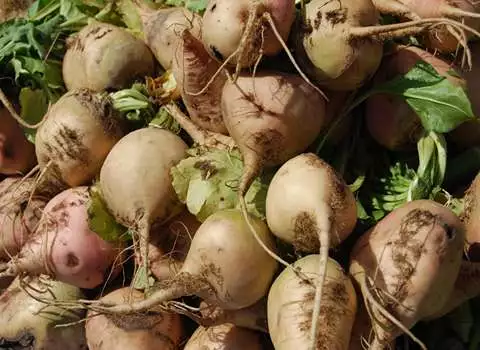 چغندر سفید درجه یک کیلوئی در تهران کد 48