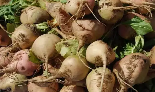 چغندر سفید درجه یک کیلوئی در تهران کد 48