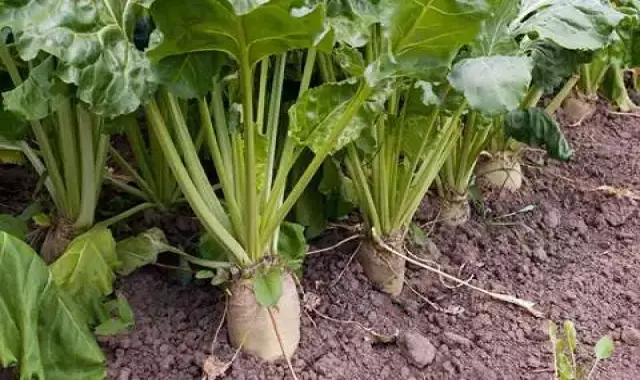 چغندر سفید مرغوب قیمت مناسب در قم کد 36