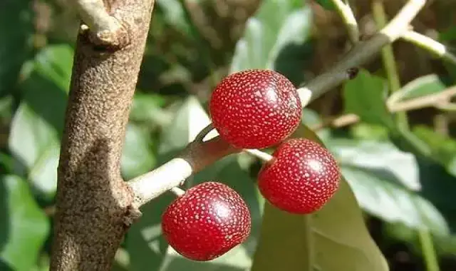 قیمت خرید عمده انگور جنگلی ارزان و مناسب