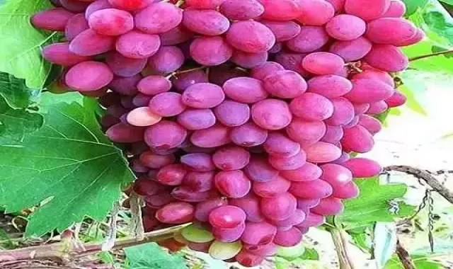 قیمت و خرید انگور صورتی با مشخصات کامل
