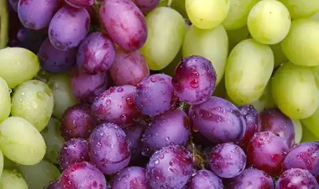 راهنمای خرید انگور شاهرودی با شرایط ویژه و قیمت استثنایی