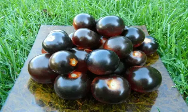 گوجه فرنگی سیاه خوش طعم در شیراز کد 58