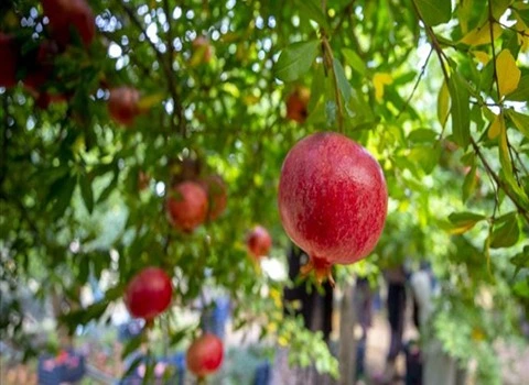 انار محمودآباد ملس کیلویی قیمت مناسب در تهران کد 59