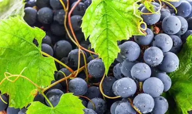 راهنمای خرید انگور بی دانه عسگری با شرایط ویژه و قیمت استثنایی