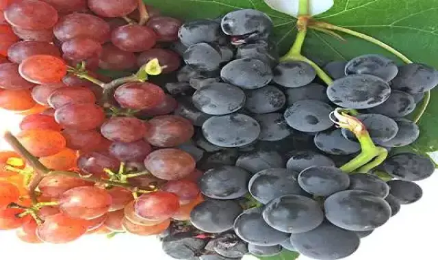 خرید عمده انگور بی دانه درشت با بهترین شرایط