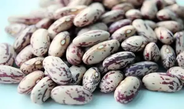 لوبیا چیتی فارس آشنایی صفر تا صد قیمت خرید عمده