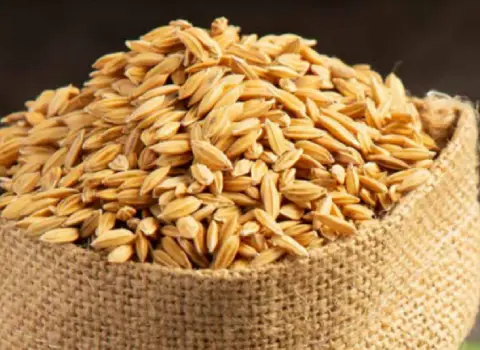 بذر جو شش پر امسالی صادراتی در همدان کد 59