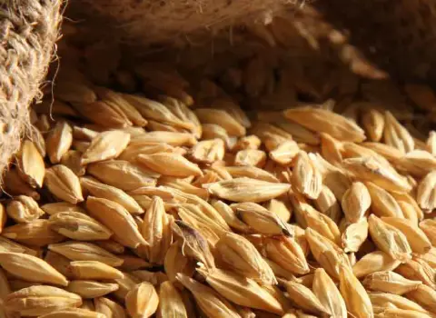 بذر جو شش پر نانیوس با کیفیت عالی در لرستان کد 58