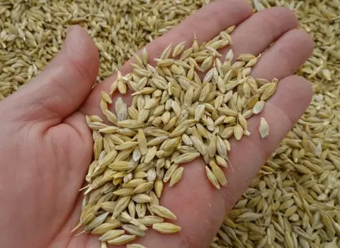 بذر جو شش پر رقم الفجر مرودشت قیمت مناسب کد 57