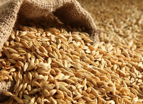 بذر جو شش پر چناران پربار قیمت عمده کد 56