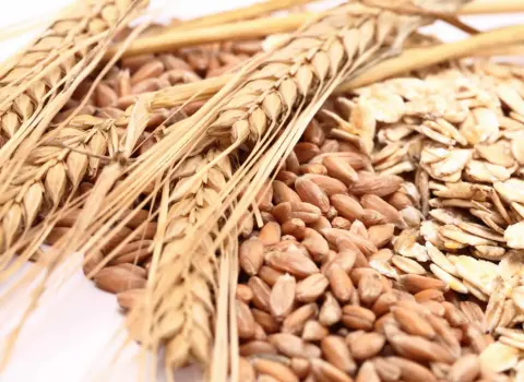 بذر گندم کلکتور فرانسوی عالی با تناژ بالا کد 08