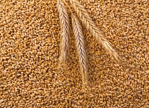 بذر گندم کلکتور فرانسوی پر محصول با کیفیت کد 06