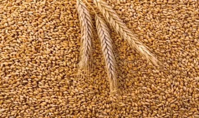 بذر گندم کلکتور فرانسوی پر محصول با کیفیت کد 06