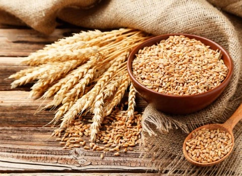 بذر گندم کلکتور فرانسوی عمده در اردبیل کد 02