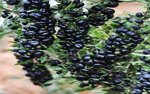 گوجه سیاه در ایران با کیفیت استثنایی کد 44