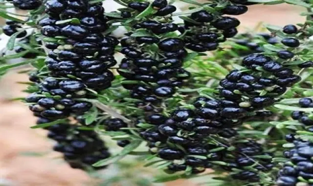 گوجه سیاه در ایران با کیفیت استثنایی کد 44