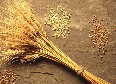 ویژگی بذر گندم سارنگ تازه و راه های کشت آن در تهران کد 58