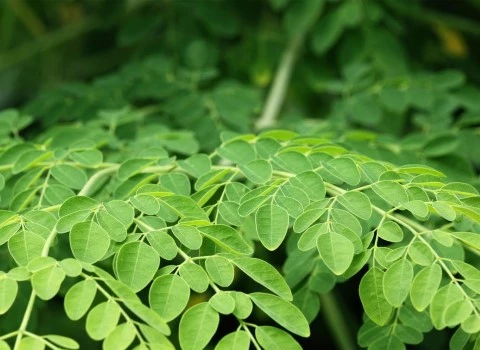 مورینگا عطاری تازه برای سفیدی پوست کد 01