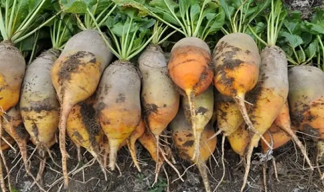 خواص چغندر سفید ترد و تازه در طب سنتی کد 77