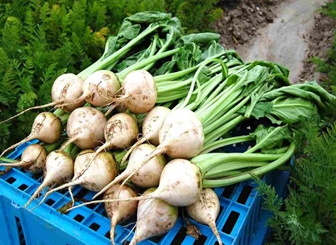 چغندر سفید محلی کیلویی قیمت مناسب در سمنان کد 61